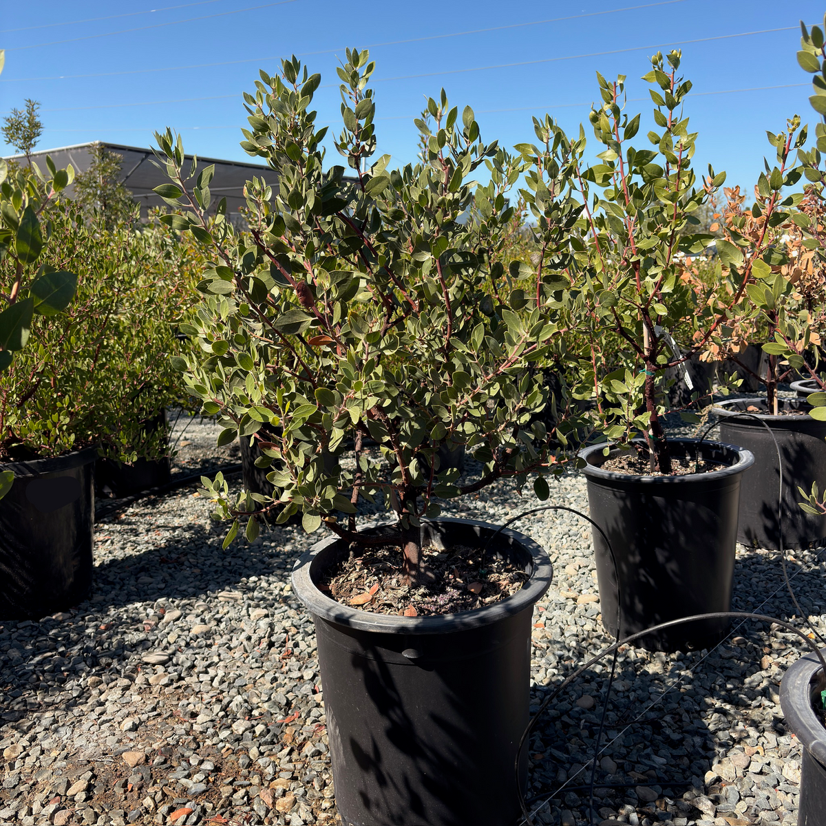 St. Helena Manzanita