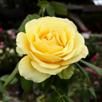 St. Patrick Hybrid Tea Rose