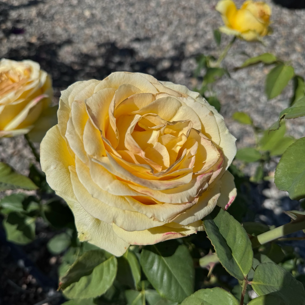 St. Patrick Hybrid Tea Rose
