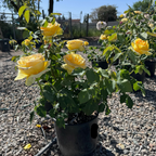 St. Patrick Hybrid Tea Rose
