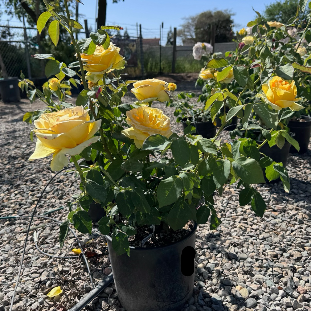 St. Patrick Hybrid Tea Rose