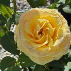 St. Patrick Hybrid Tea Rose