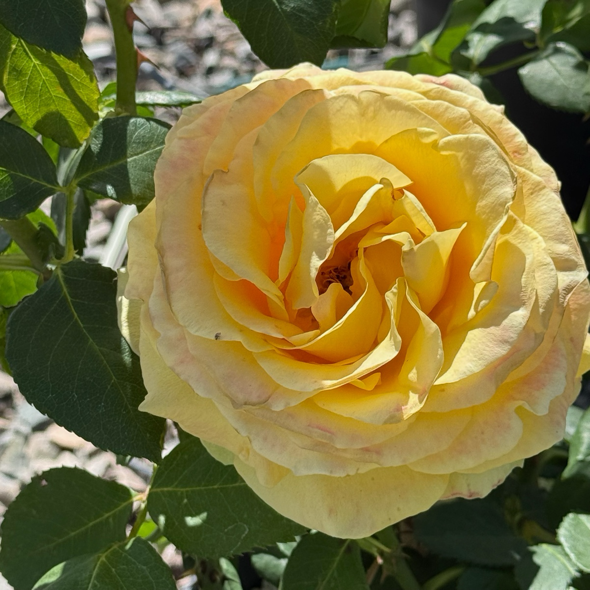 St. Patrick Hybrid Tea Rose