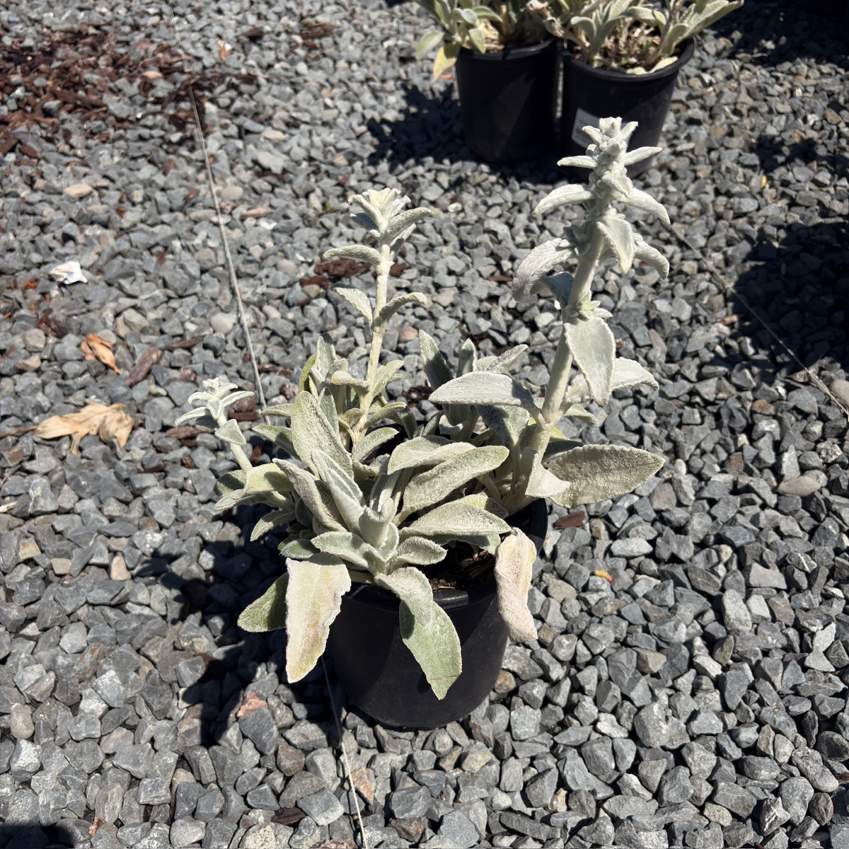 Stachys byzantina