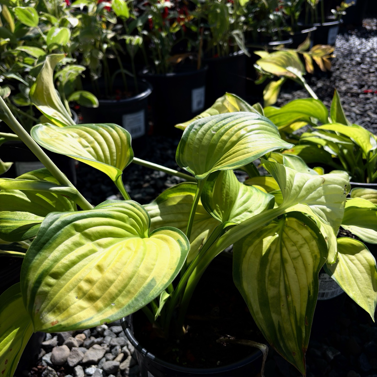 Stained Glass  Plantam Lily