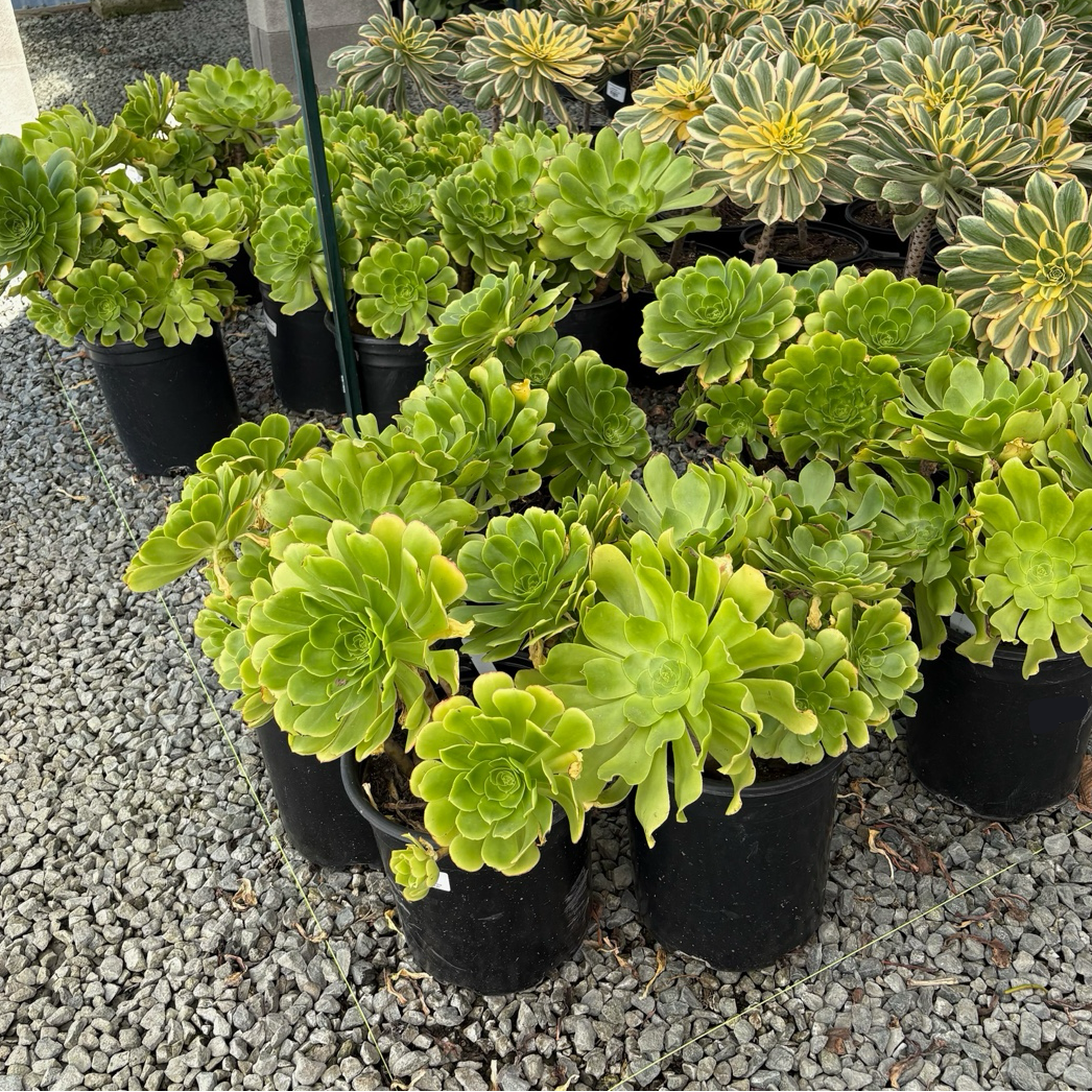 Stalked Aeonium