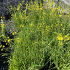 Stalked Bulbine