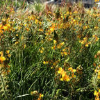 Stalked Bulbine