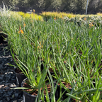Stalked Bulbine