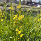 Stalked Bulbine
