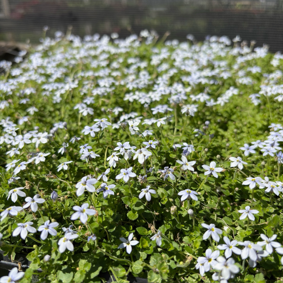 Star Creeper (Isotoma fluviatilis) | White & Blue Flower Ground