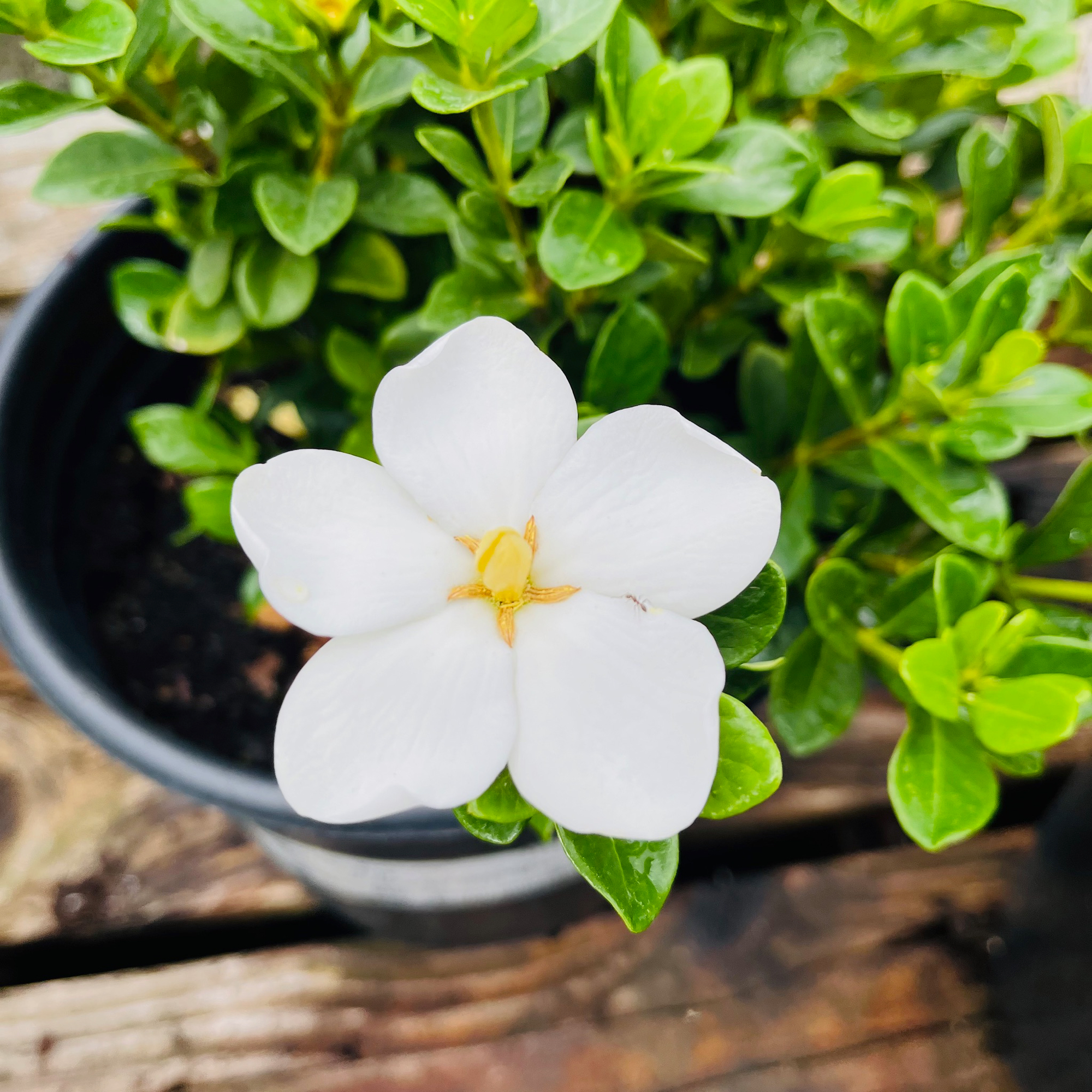 Star Gardenia White flower with green leaves in a pot on a wooden surface