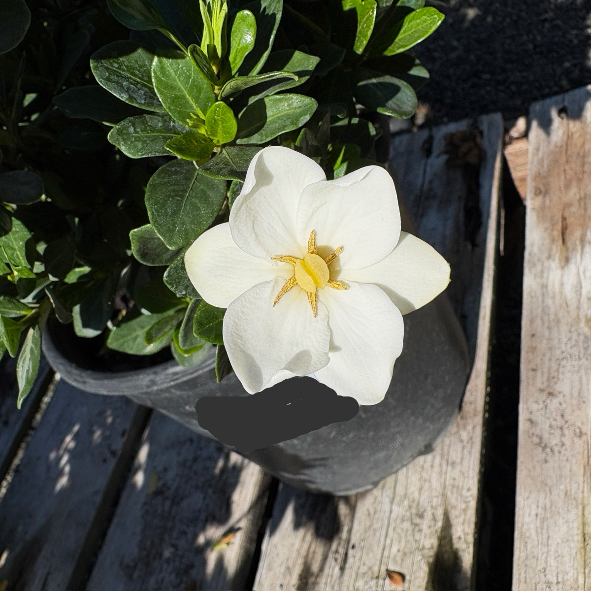 White Star Gardenia flower in a pot on a wooden surface