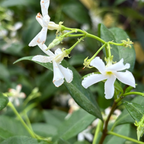 Star Jasmine