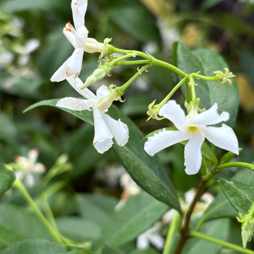 star jasmine plant Star Jasmine