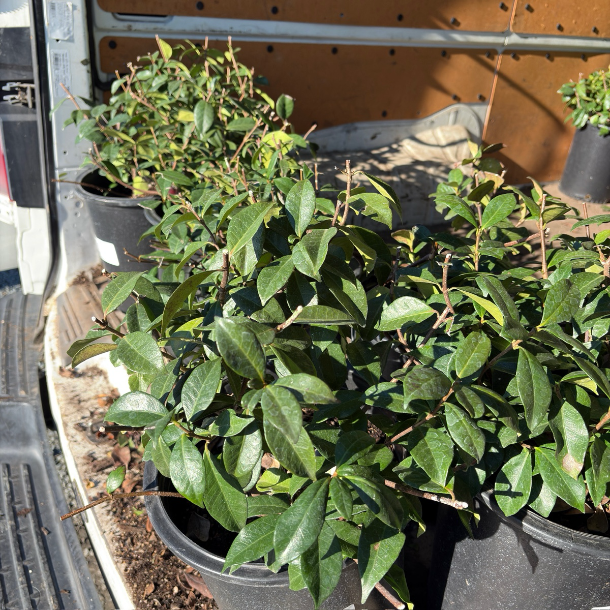 Star Jasmine