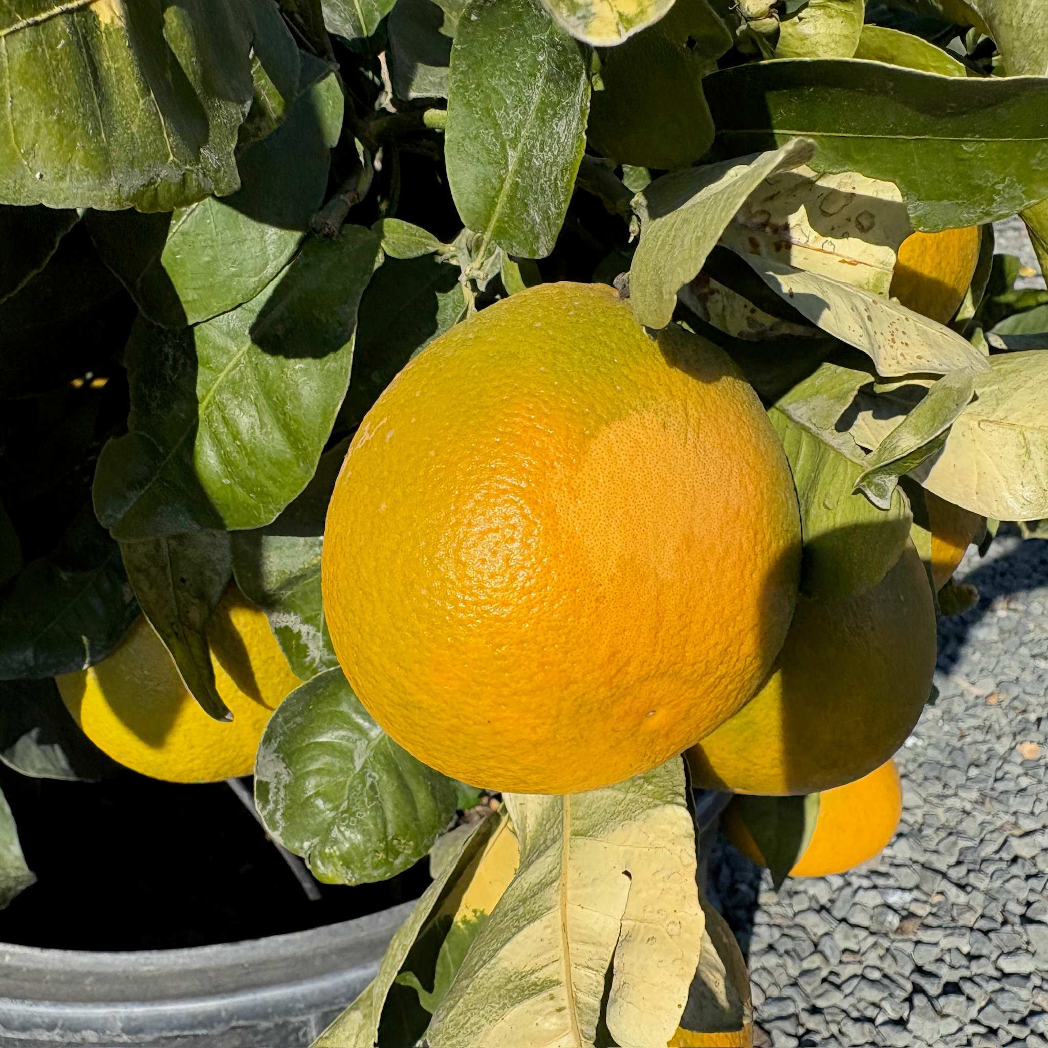 Star Ruby Grapefruit