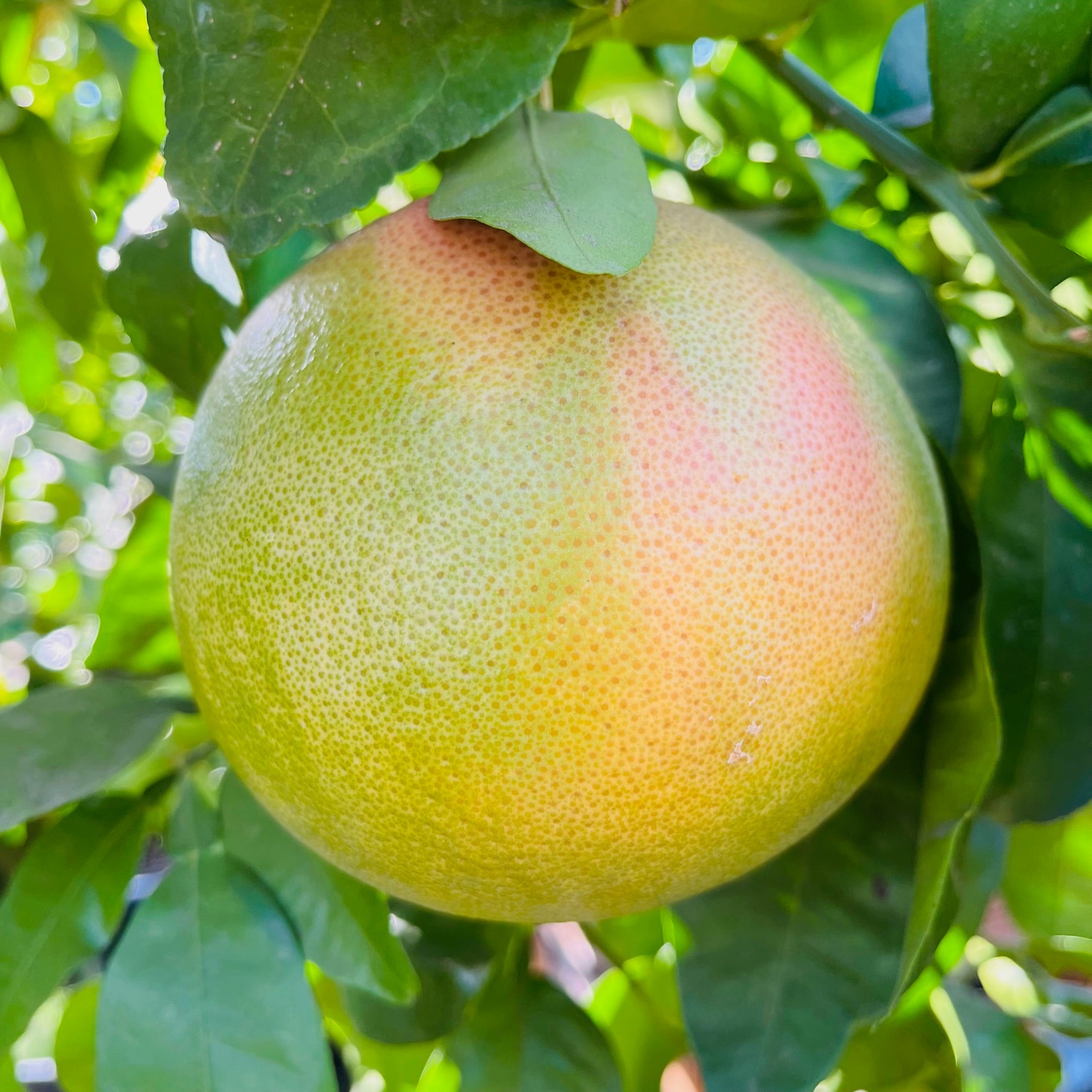 Star Ruby Grapefruit