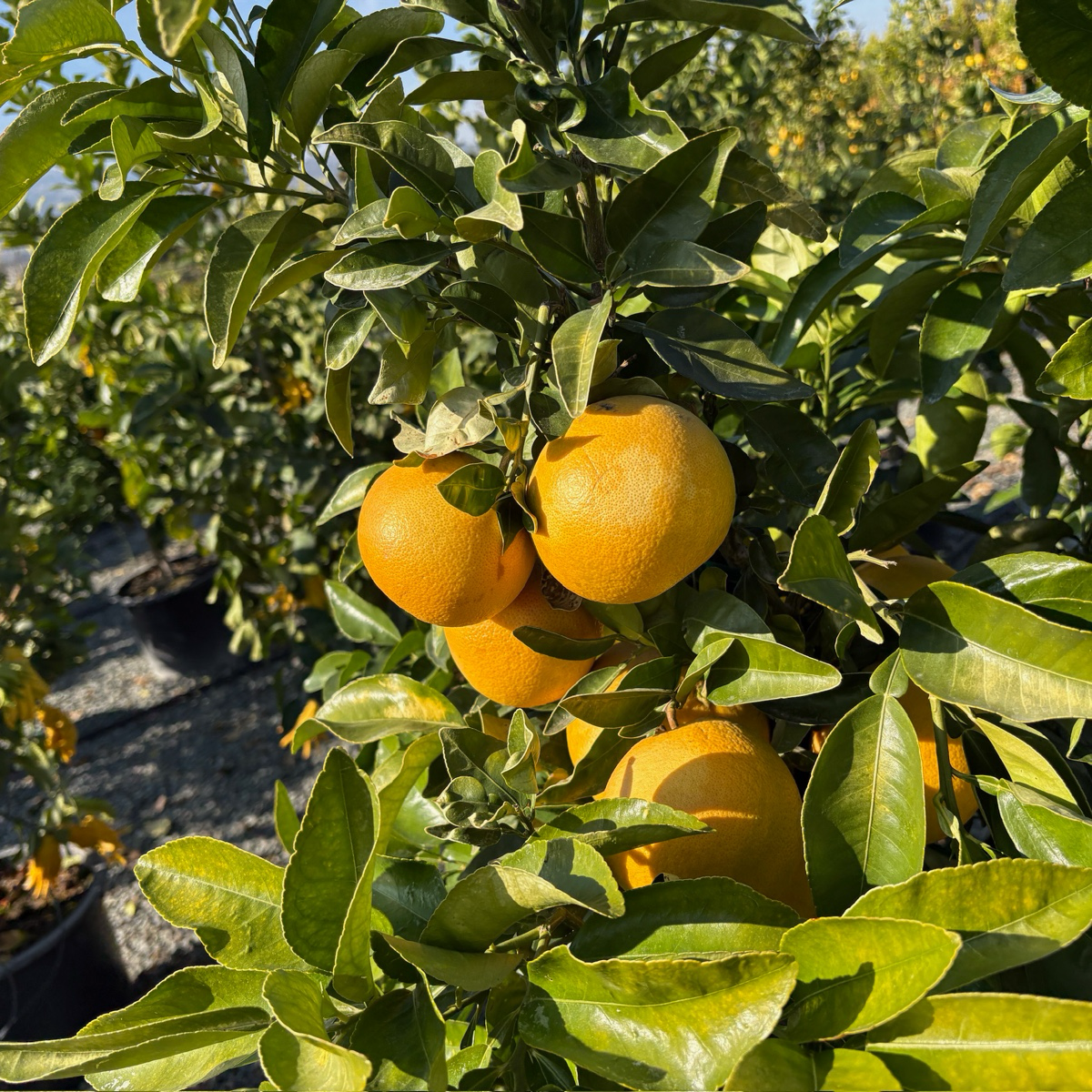 Star Ruby Grapefruit