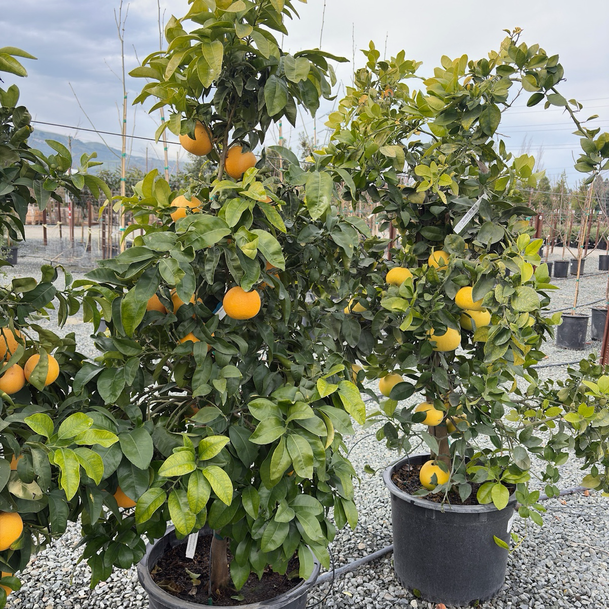 Star Ruby Grapefruit