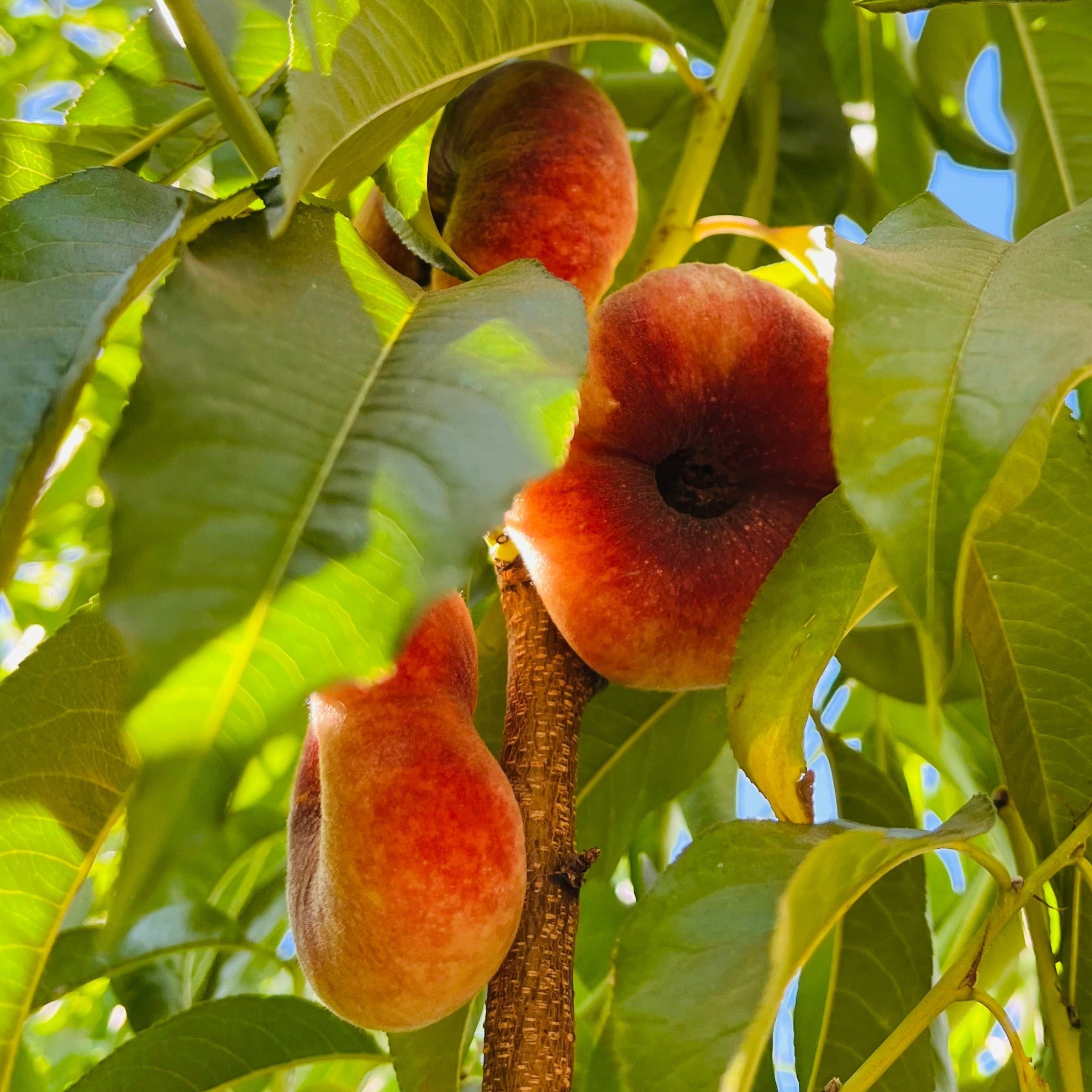 Stark Saturn Dounut Peach