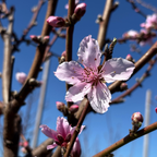 Stark Saturn Dounut Peach