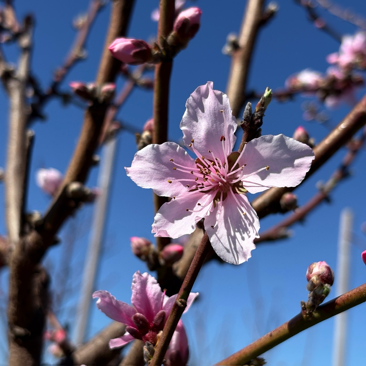 Stark Saturn Dounut Peach