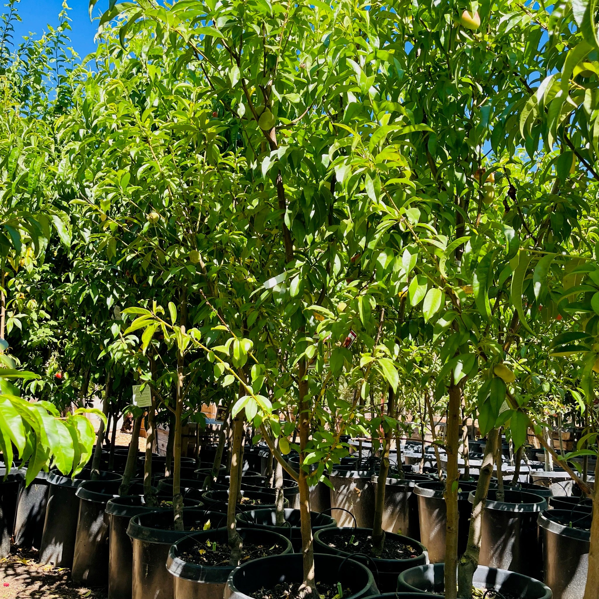 Stark Saturn Dounut Peach