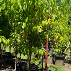 Stark Saturn Dounut Peach