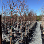 Stark Saturn Dounut Peach