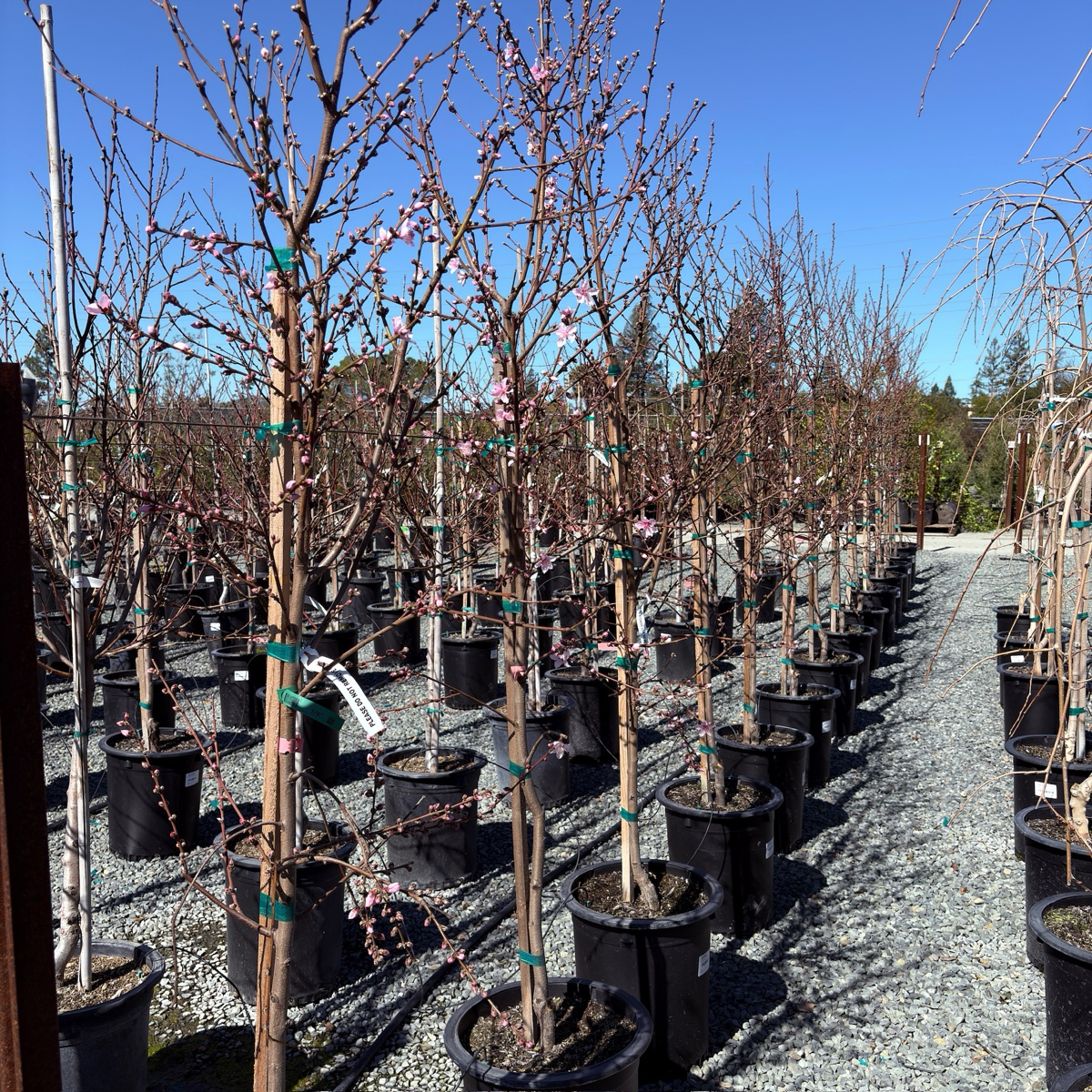 Stark Saturn Dounut Peach