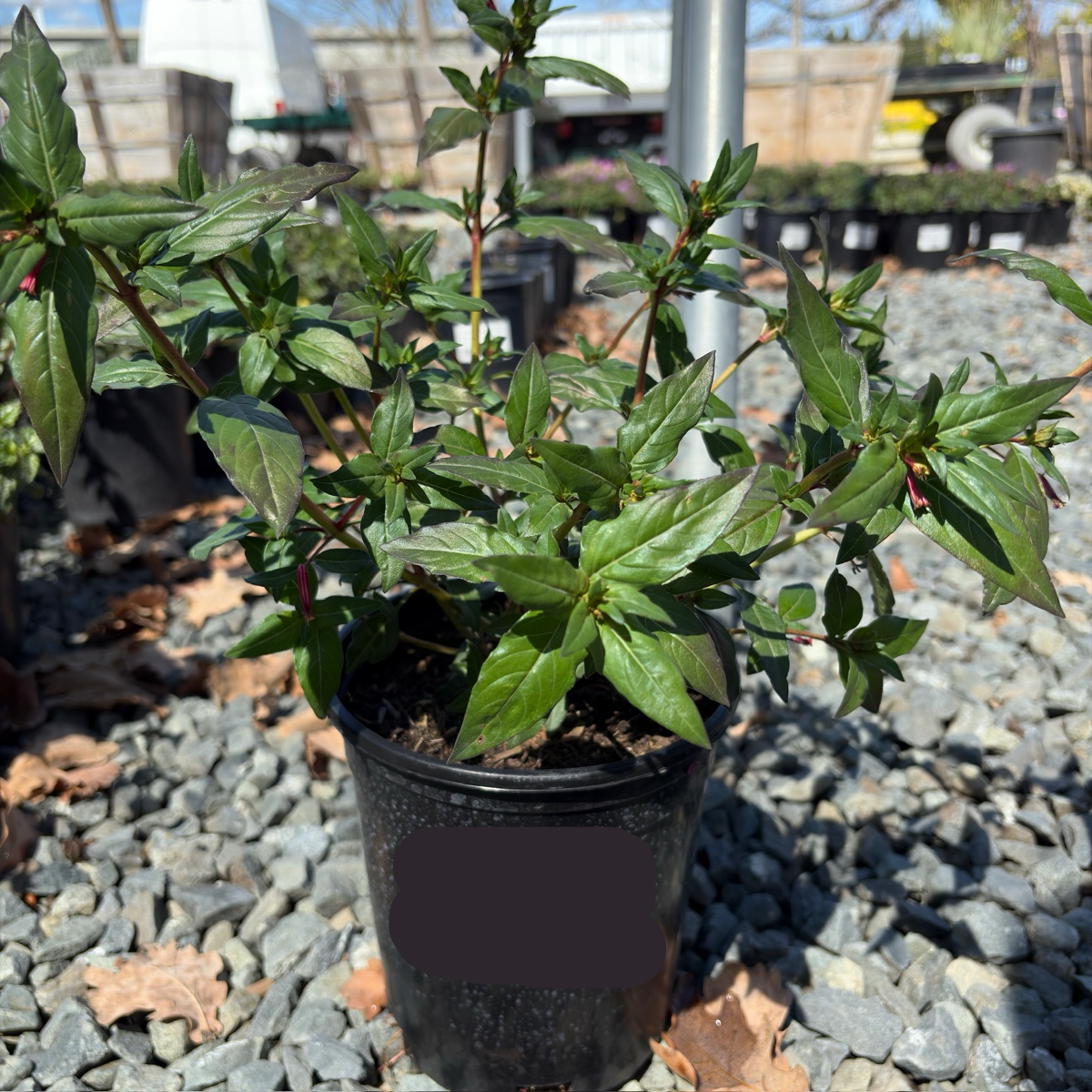 Potted Starlight Cigar Plant on a gravel surface with a blurred background