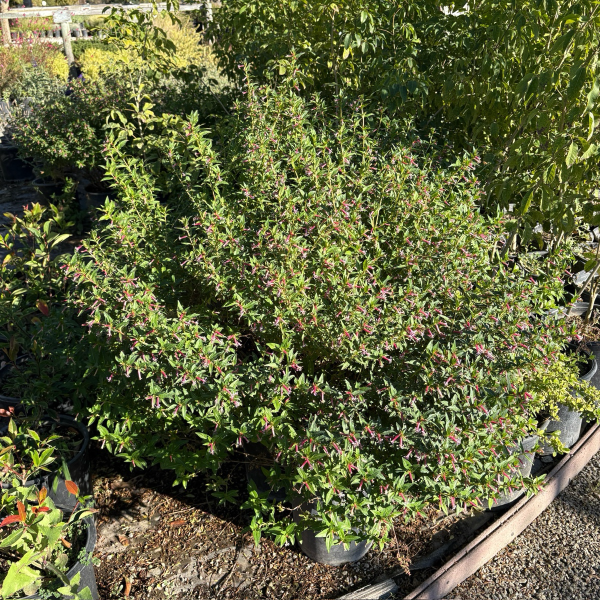 Starlight Cigar Plant shrub with small red flowers in a garden setting