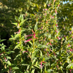 Starlight Cigar Plant with pink flowers in a natural setting