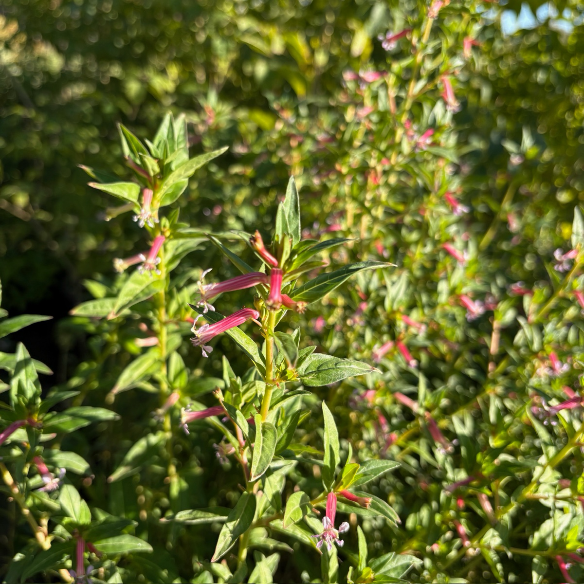 Starlight Cigar Plant with pink flowers in a natural setting
