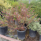 Starlight Cigar Plant