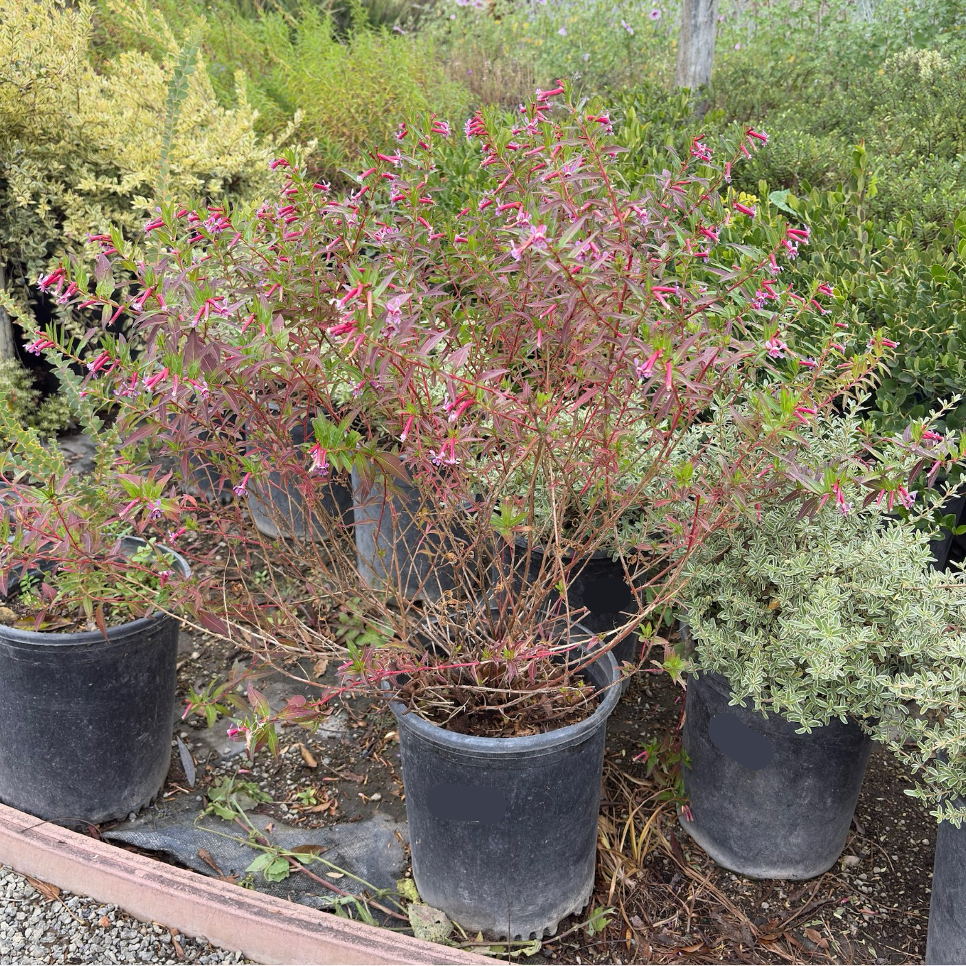 Starlight Cigar Plant