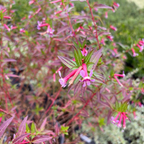 Starlight Cigar Plant