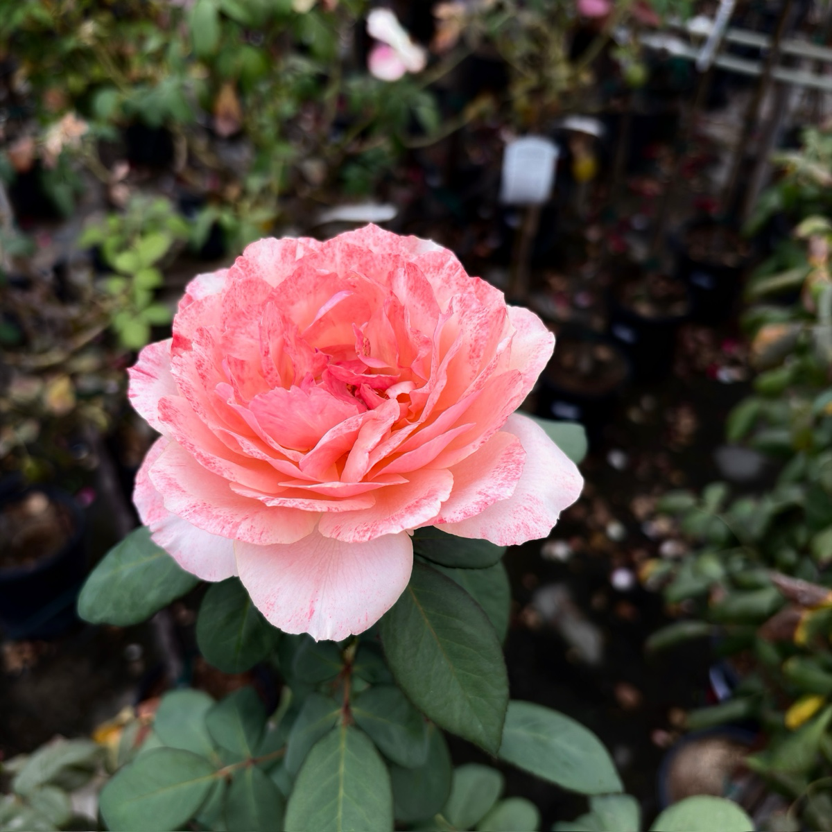 State of Grace Grandiflora Rose