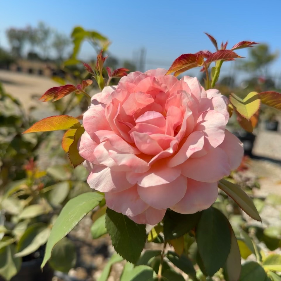 State of Grace Grandiflora Rose