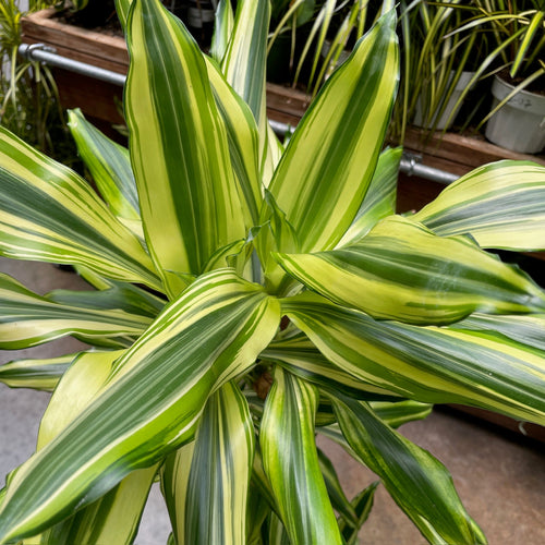 dracaena bicolor cane Sted Sol Dracaena