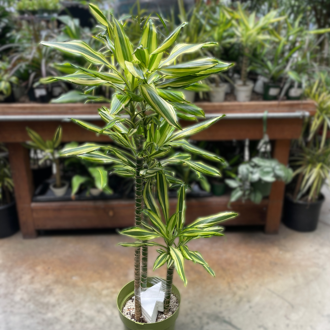 Sted Sol Dracaena