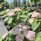 Stellar Pink Dogwood