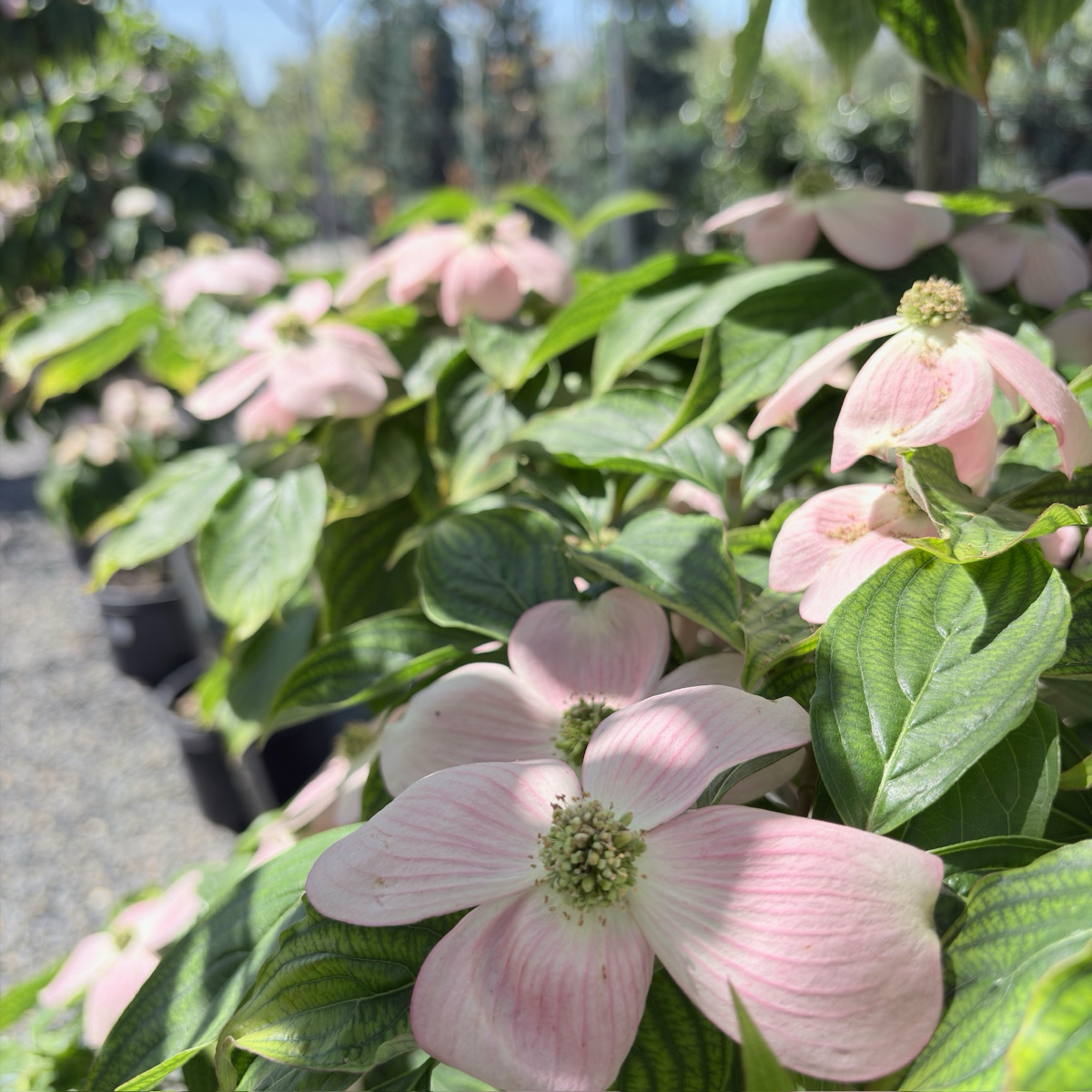 Stellar Pink Dogwood