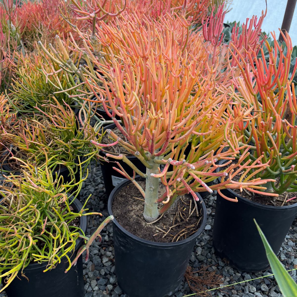 succulent sticks on fire Sticks on Fire Milkbush