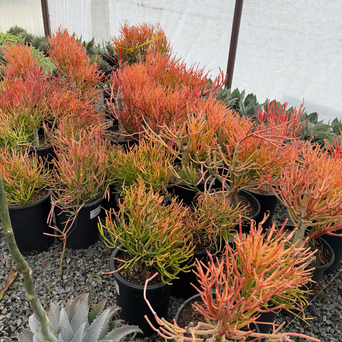 sticks of fire succulent Sticks on Fire Milkbush
