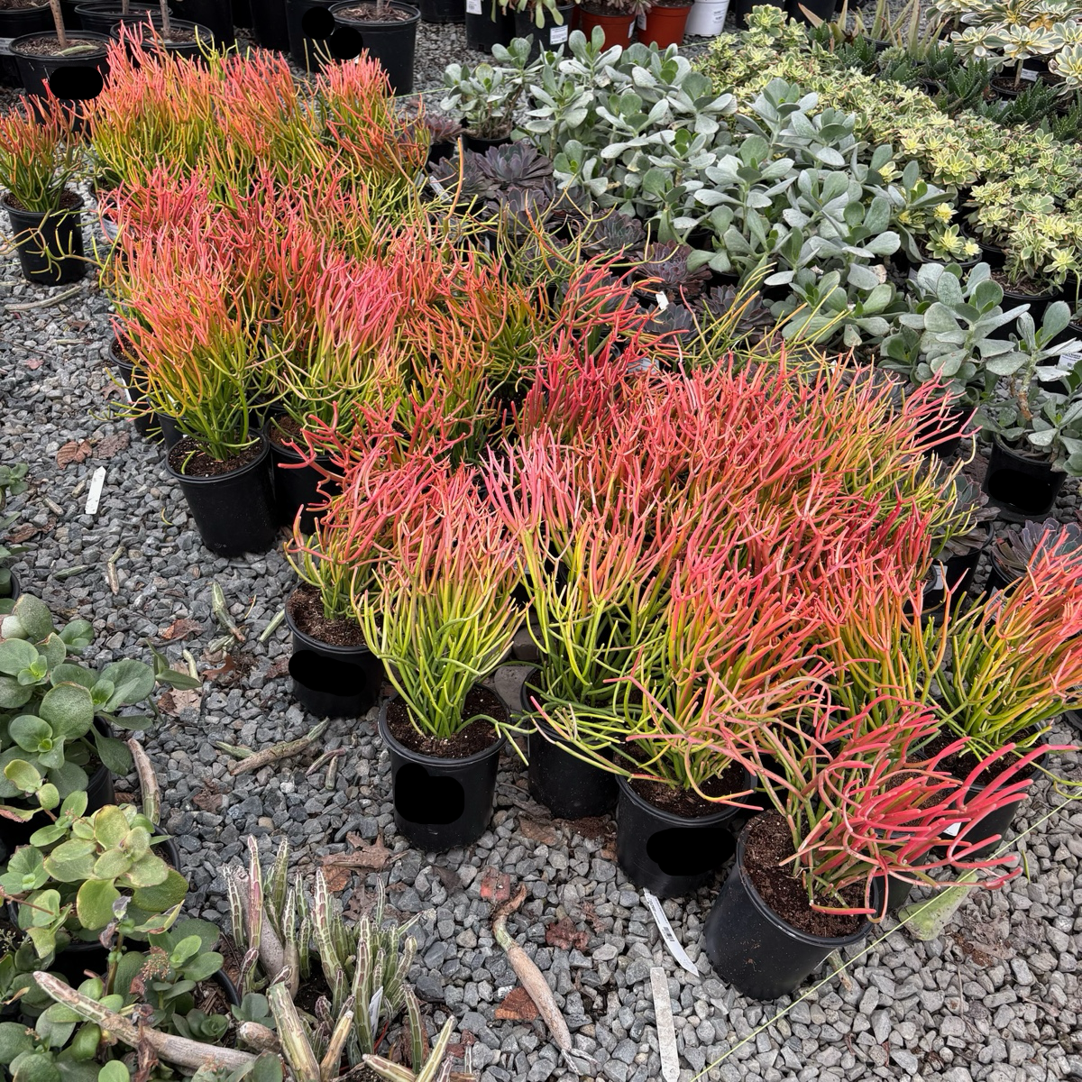 Sticks on Fire Milkbush