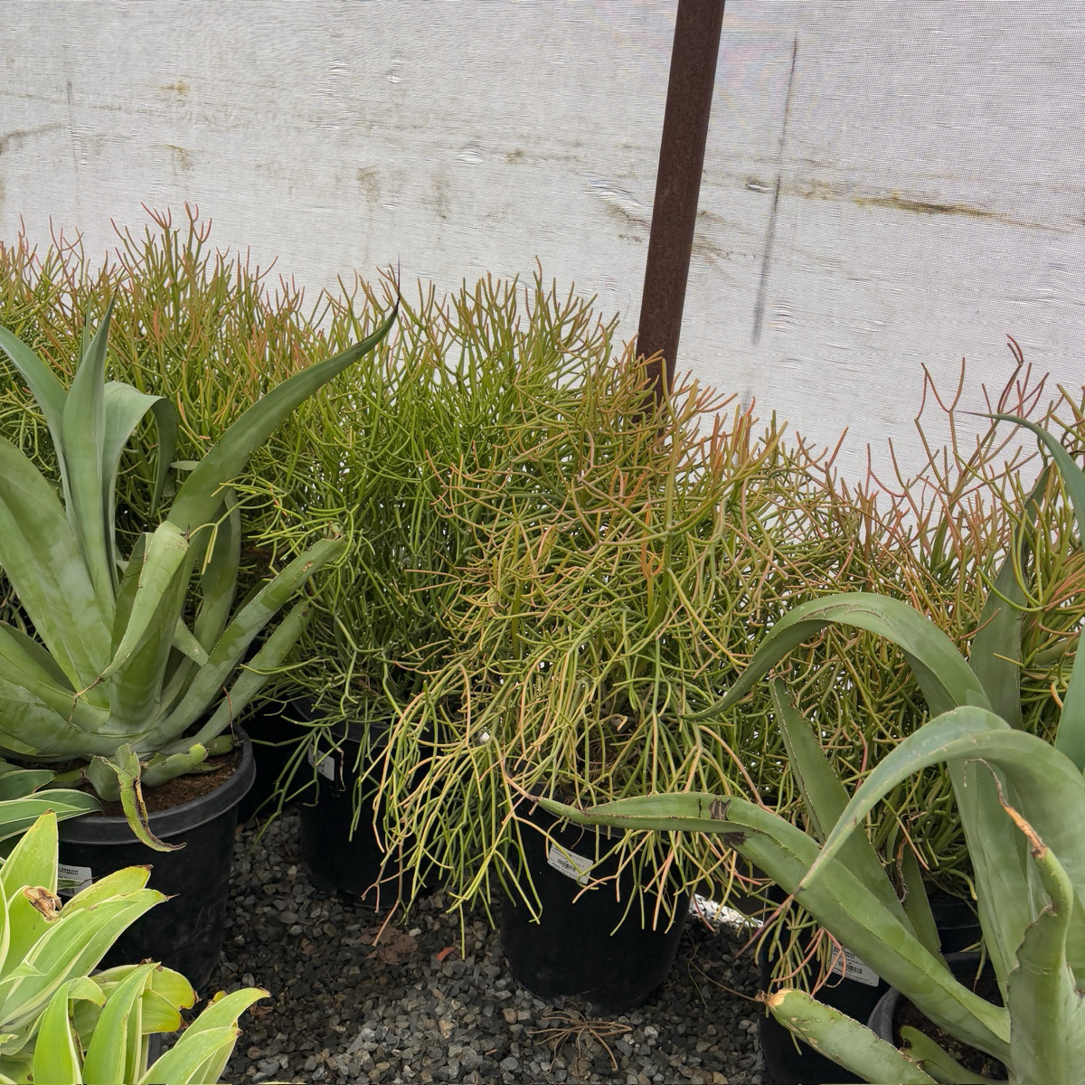 Sticks on Fire Milkbush