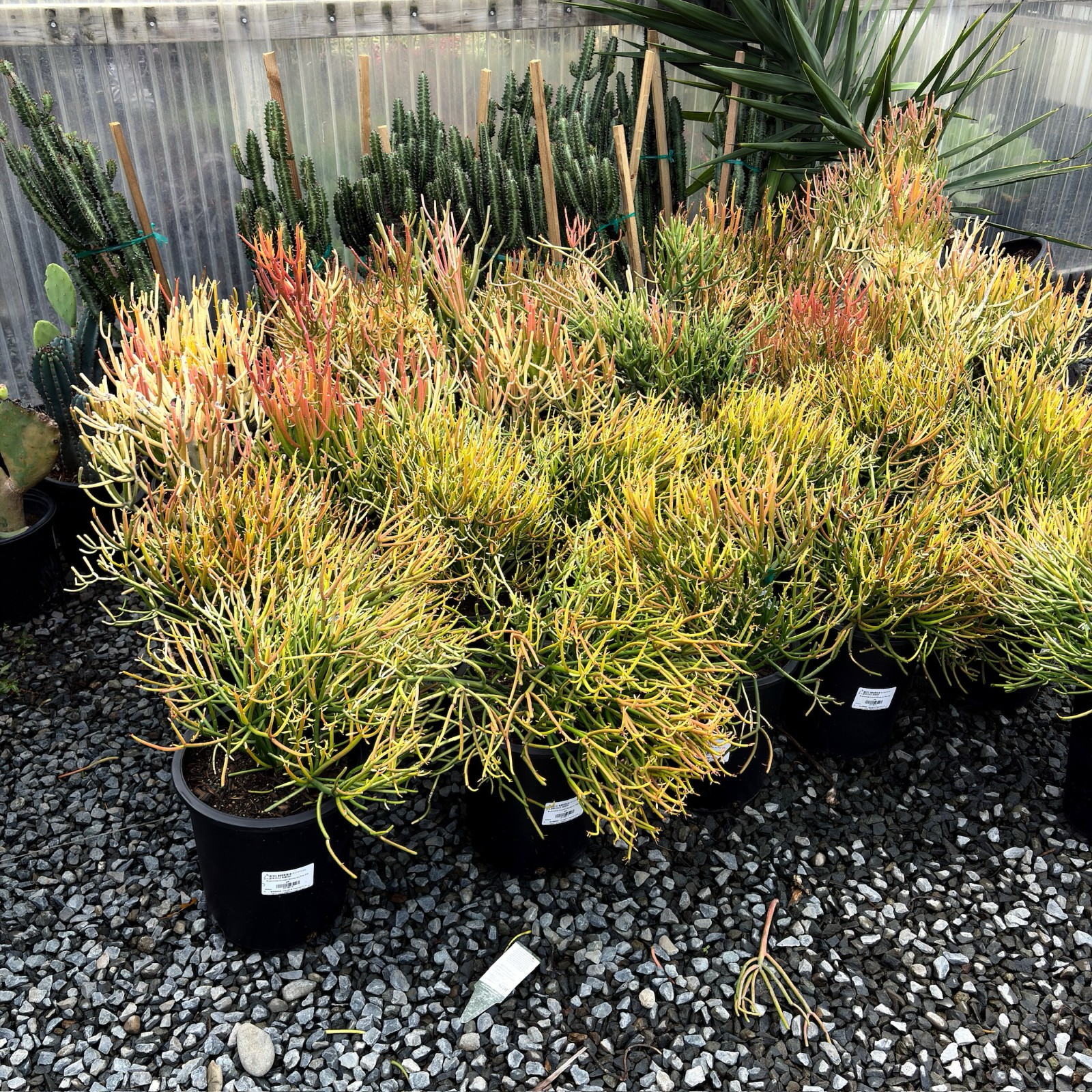 stick on fire succulent Sticks on Fire Milkbush