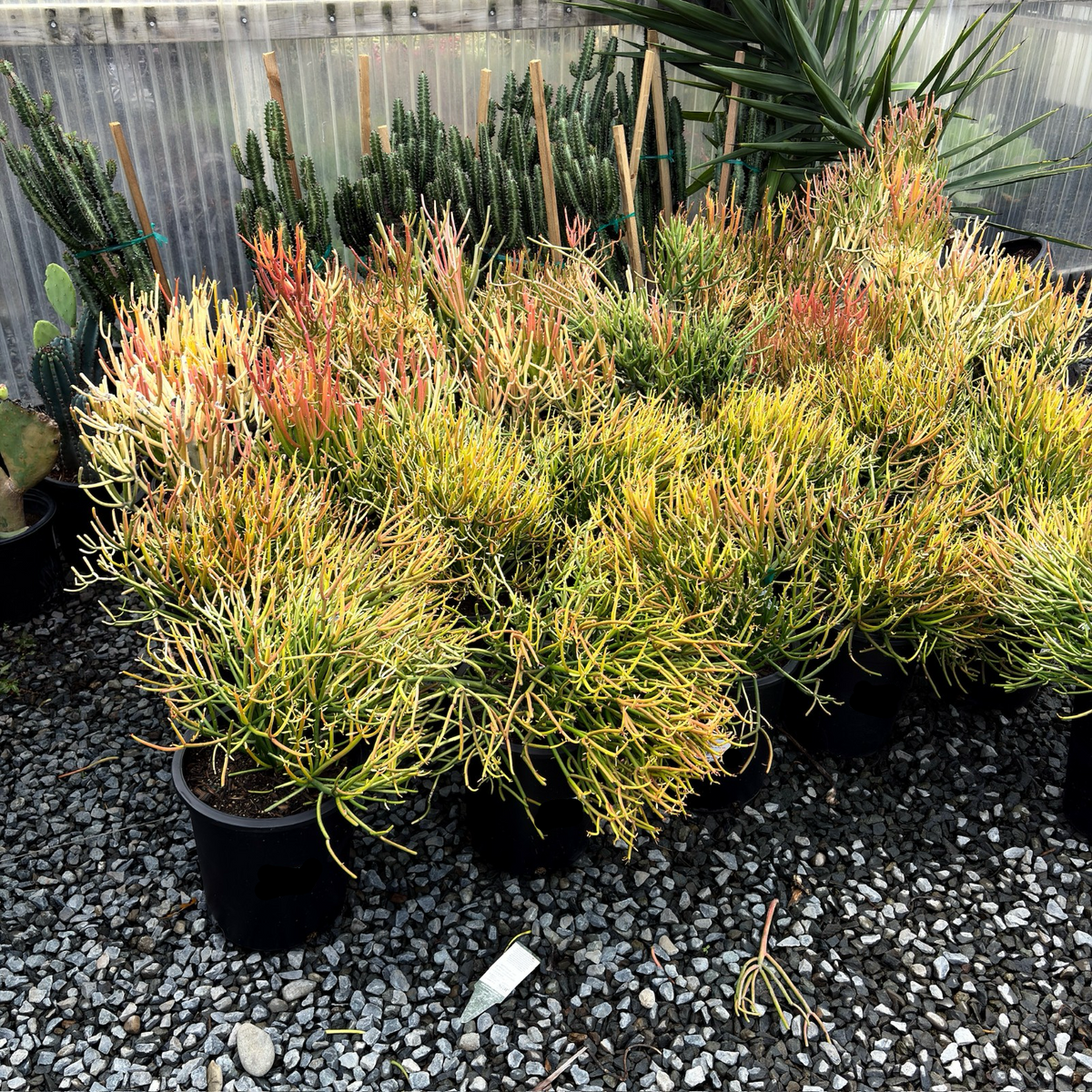 Sticks on Fire Milkbush | Vibrant Red-Orange Succulent – Victory